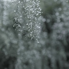 as if we were whales