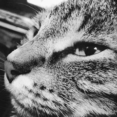 Everything Is A Bird