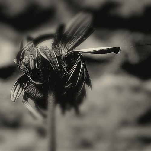 Bloomy Instrumental