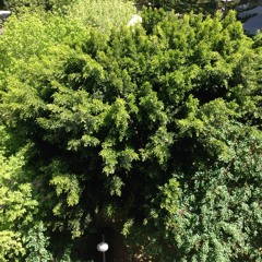 Friends, Lovers, Forevermore (LL)