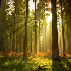 Morning Forest (Piano Improv)