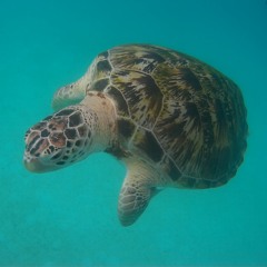 鬼迷心窍 - 周华建 (cover)