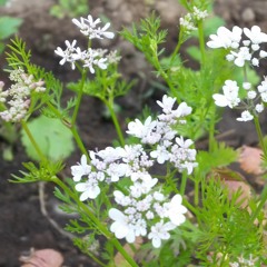 Amazing Grace (solo slide guitar)