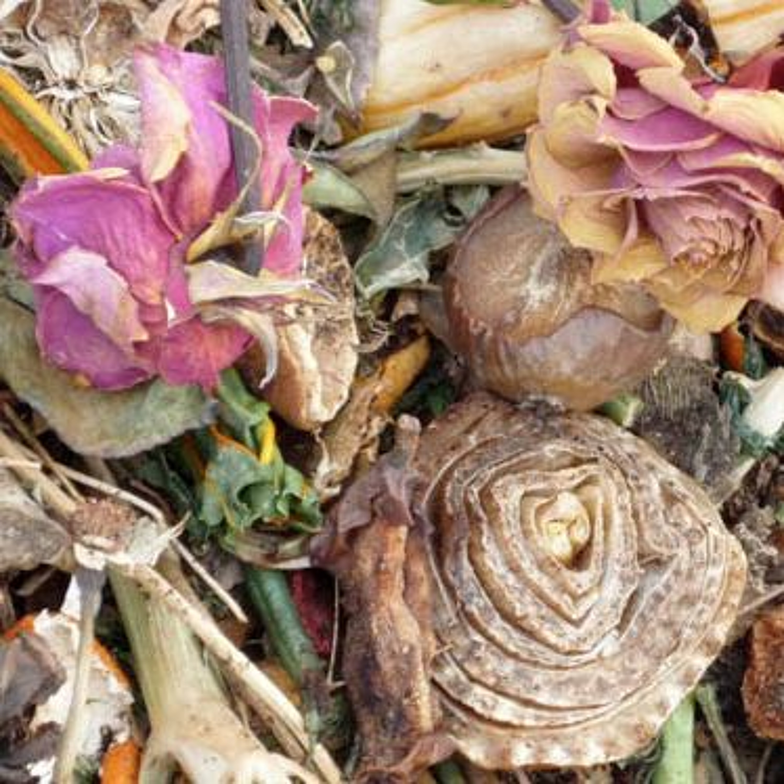 Seed Story Broadcasts