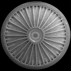 The Forest & As13 - Diatom