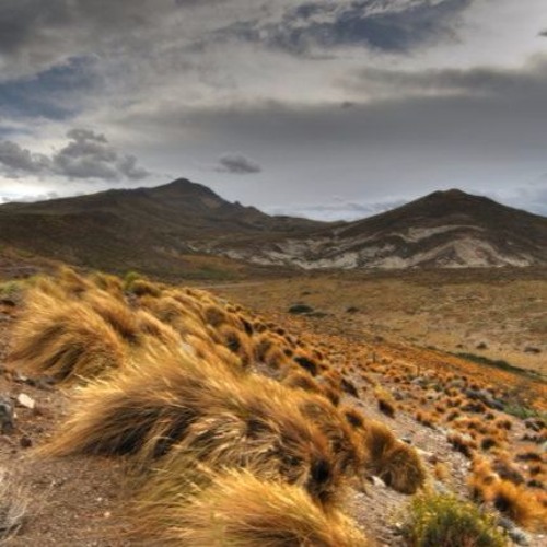 Patagónides