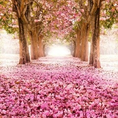 Daniel E Samuel - Você É Especial