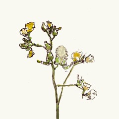 I opened my heart though the Forest