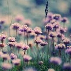 Bloom Cover (The Paper Kites)