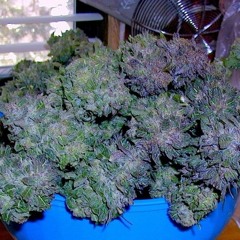 Quabo Bellz - Bellz Of The Purp (Mixed/Masterd)