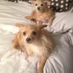 ONLY FOUR LEGGED DOGS IN MY BED