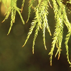 Forest Dance Prelude