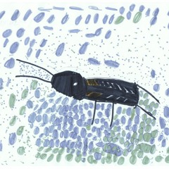 Grillon champêtre, Xermaménil, classe de CE1