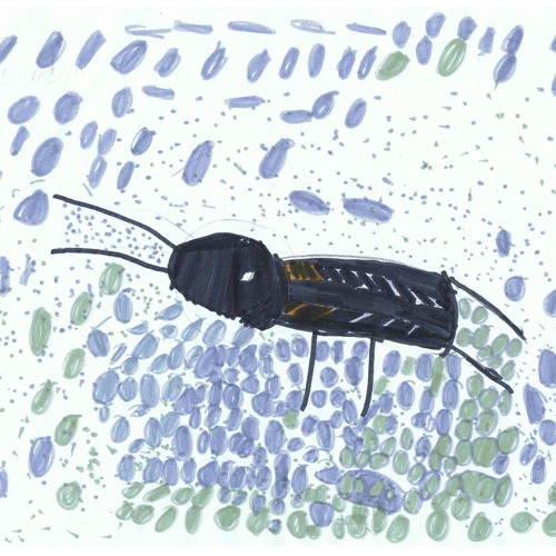 Grillon champêtre, Xermaménil, classe de CE1