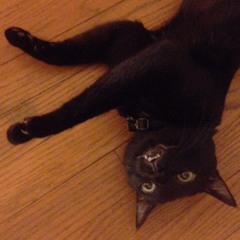 Topo Chica - Leopold