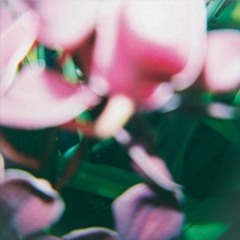 Trade Wind - Lowest Form