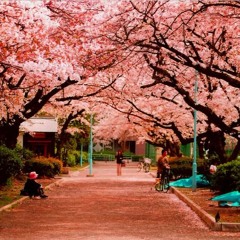 Sakura Flowers