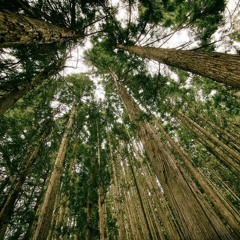 Pieśń "Oka" - Szumi Dokoła Las