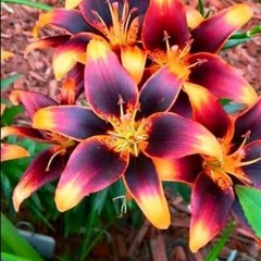 Sounds from Tuesday evening