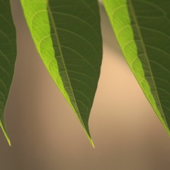 Running on Grass (Easy on Joints)