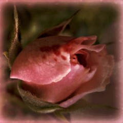 Demon Flower