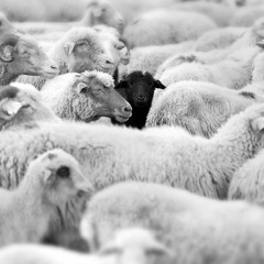 Different Than The Others