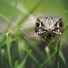 Ryan Hollington & Matt Fike - Snake In The Grass