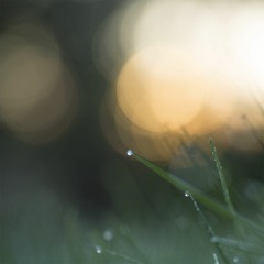 Purl - Wilderness