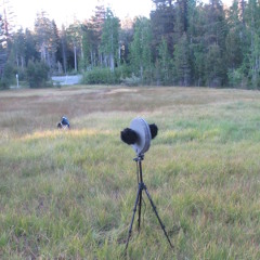 Dusk chorus in Carman Valley on June 18, 2016