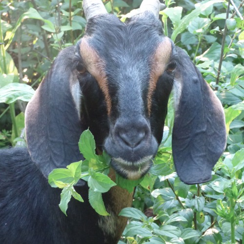 Goats v. Invasives