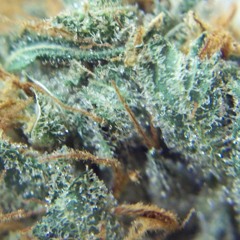 What Are We Gon Do (Prod. atluisc)