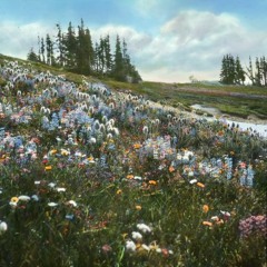 meadowspeak