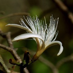 Flora De Pochote