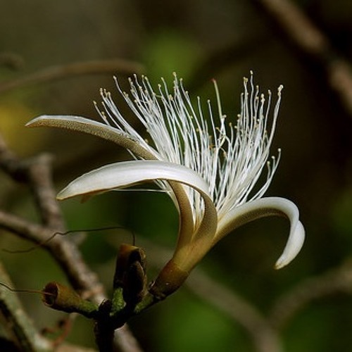 Flora De Pochote