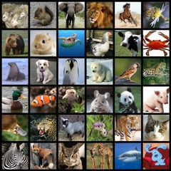 Animals [Download In Description]