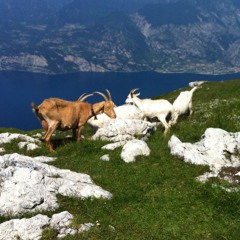 As Zingabo Meets A Gzoo In The Field - Orchestral Essentials 1