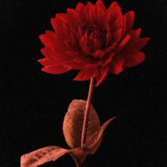 Metamorph