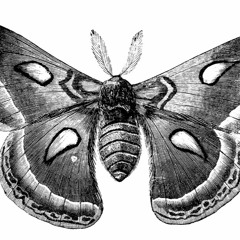 ZEPLIN - Dance Of The Moths (GRIDLAB REMIX)