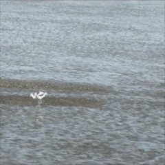 Shoreline Park (disquiet0235 - Dice Music)