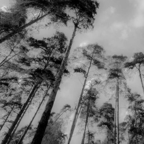 Escaped Trees - The Pine