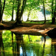 Promenade En Forêt