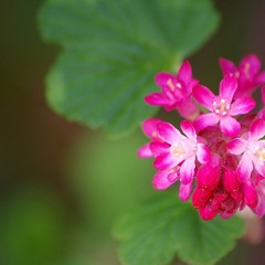 Rascarkapac - Cassis