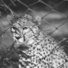 Lover's Choice - Joy N Pain