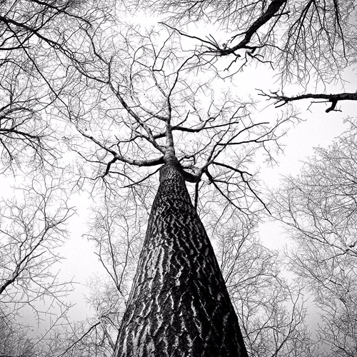 森林大気 (しんりんたいき - ) Forest Air