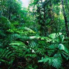 Amphibean - Tropical Sound