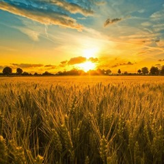 The Most Relaxing Music Ever! Slow Down