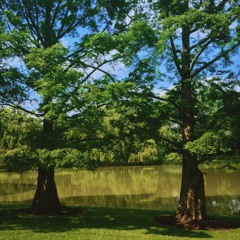 Kiss from a Rose cover