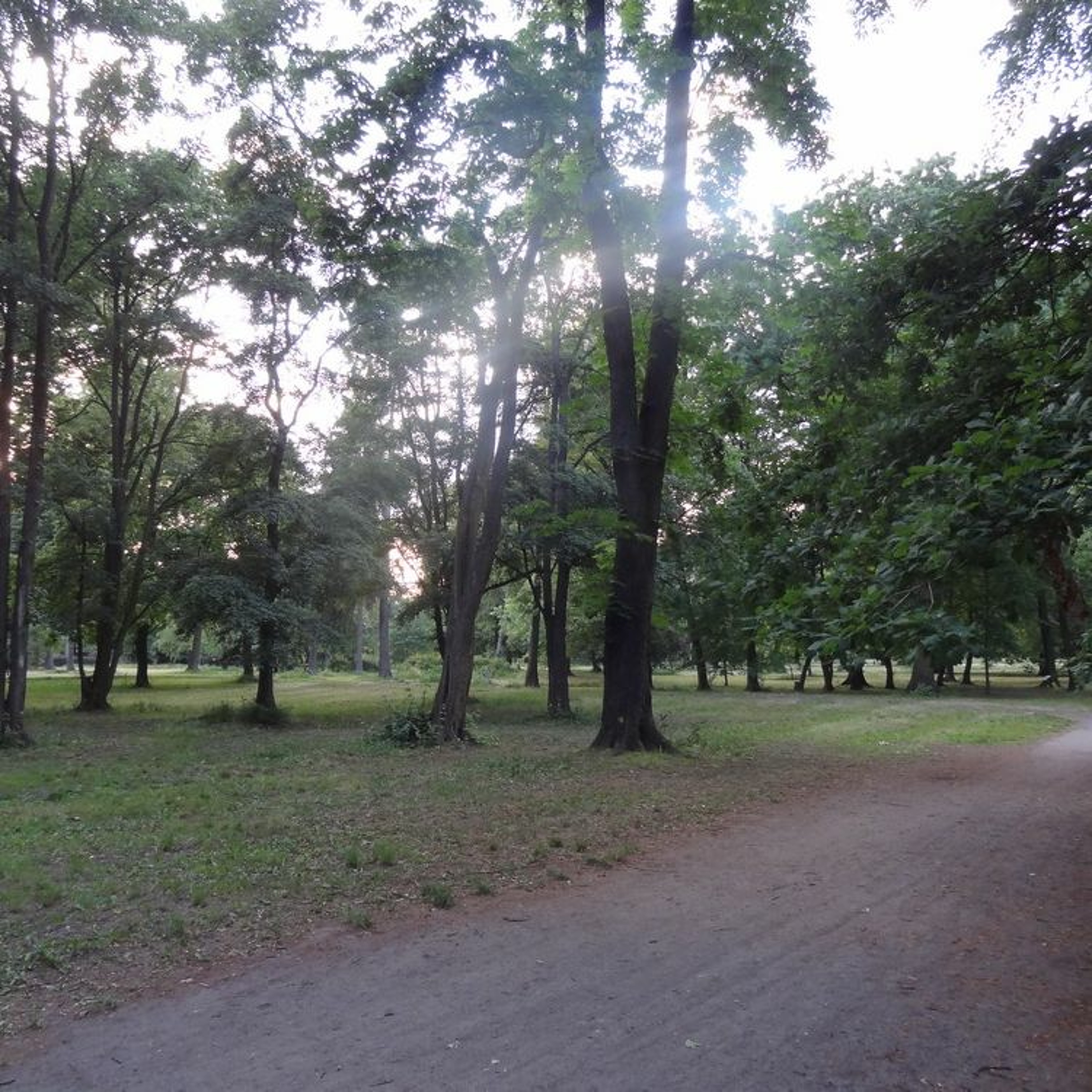 champignonsdesbois