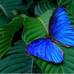 Guided Meditation To Relax