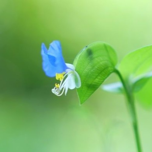 ★ 露草★ Stream 露草 by MATSU | Listen online for free on SoundCloud